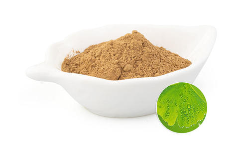Ginkgo Biloba Leaf Extract