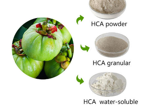 garcinia combogia extract