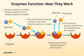 enzyme